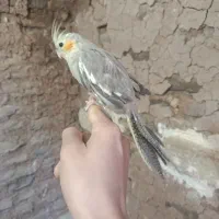 عروس هلندی|پرنده|اسفراین, |دیوار