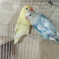 کوتوله نرماده تک دستی یاجفت کارداده باضمانت کتبی