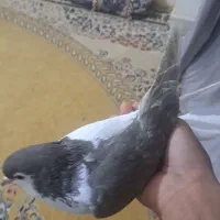 کفتر چپ|پرنده|سراوان, |دیوار