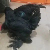 مرغ وخروس مرندی|حیوانات مزرعه|خمینی‌شهر, |دیوار