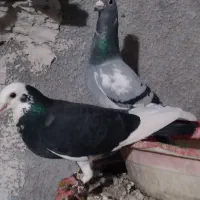 پلنگ سیاه و سبز