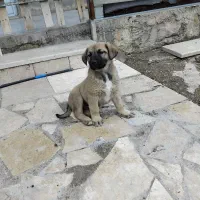 سگ سرابی پژدر