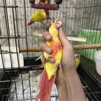 کشور ملوس هلندیون رام ضمانت 1 سال|پرنده|تهران, گلستان (شهرک راه آهن)|دیوار