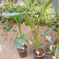 نخل نیکولای