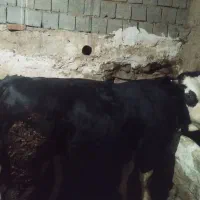 فروش گاو نر|حیوانات مزرعه|سارال, |دیوار