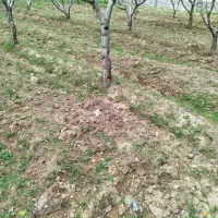 انجام کار های پیمانی  بیل زدن باغ سم زدن شخم زدن