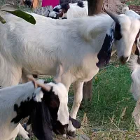 رودان برنطین|حیوانات مزرعه|رودان, |دیوار