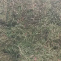 یونجه پرگل|لوازم جانبی حیوانات|نظر کهریزی, |دیوار