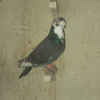 سرور سبز گرفتنی|پرنده|شیراز, کوشک میدان|دیوار