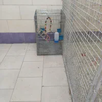 طوقی زرد نر|پرنده|اقبالیه, |دیوار