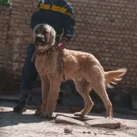 توله یک ساله سرابی گله ای