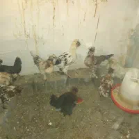 فروش مرغ و خروس سلطان