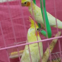 جوجه عروس هلندی