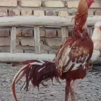 خروس لاری