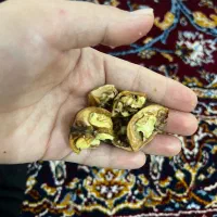 گردو مغزسفیدجهت سمنو