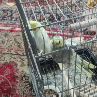 دو عدد عروس هلندی|پرنده|محمدشهر, شهرک چمران|دیوار