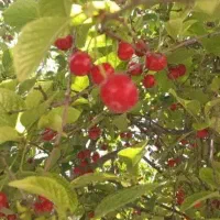 البالو تازه بدون کرمی با ضمانت