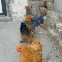 خروس مرغ برهما