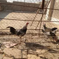 خروس نژاد لاری