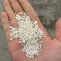 فروش برنج شیرودی درجه یک مستقیم از کارخانه