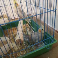 عروس هلندی