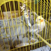 فروش عروس هلندی|پرنده|سرخرود, |دیوار