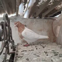 کفتر خارجی و طوقی و جفتکنی قفسی