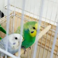 مرغ عشق گم شده