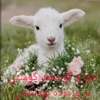 فروش گوسفند زنده بره بز با قصاب نذری شبانه روزی