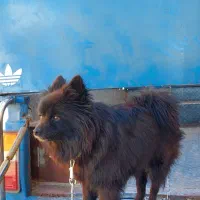 سگ پامرانین مشکی