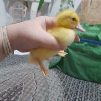 بچه اردک