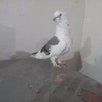 کبوتر بوشهری ویک نر پاکستانی