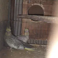 جوجه عروس هلندی