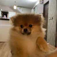 سگ پامرین خرسی|سگ|مشهد, قائم|دیوار