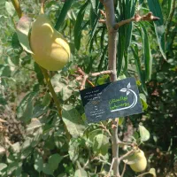 درخت ، نهال گلابی صادراتی پر ثمر ، گلخانه|خدمات باغبانی و درختکاری|مشهد, همت آباد|دیوار