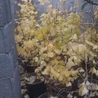 فروش گیاه ژینکو