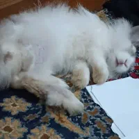 خرگوش لوپ هلندی چشم ابی|موش و خرگوش|زنجان, |دیوار
