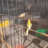 جوجه قناری  ۳ ماه