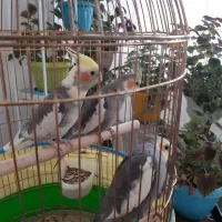 عروس هلندی شیطون بلا|پرنده|شیراز, شهرک پرواز|دیوار