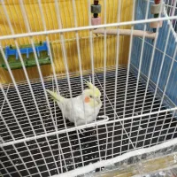 عروس هلندی لوتینو همراه با قفس و تمام وسایلش|پرنده|تربت‌حیدریه, حاجی یار‎|دیوار