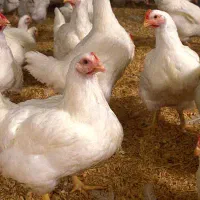 استخدام مرغداری گوشتی