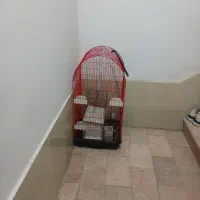 قفس پرنده