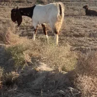 بزآبستن|حیوانات مزرعه|گنبد کاووس, |دیوار