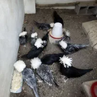 جوجه لهستانی|پرنده|کرج, برغان|دیوار