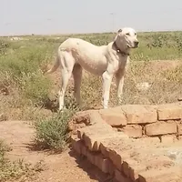 سگ ماده|سگ|سبزوار, قصبه شرقی|دیوار