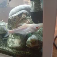 ماهی تخفیف آخر