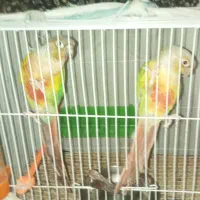 جفتگرنچیکسالمسرحال|پرنده|مشهد, شهید آوینی|دیوار