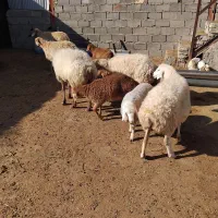 ۵ تا میش زاییده