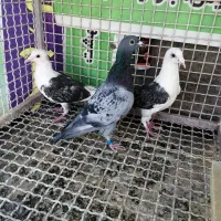 ساعت طرح کفتر