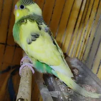 مرغ عشق زیباوکوتوله برزیلی|پرنده|شیراز, نصرآباد|دیوار